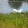The egret moves about from place to place