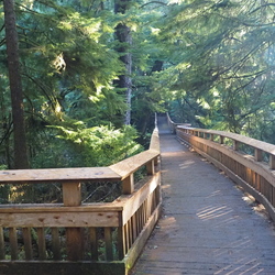 Old Growth Cedar Photos OR