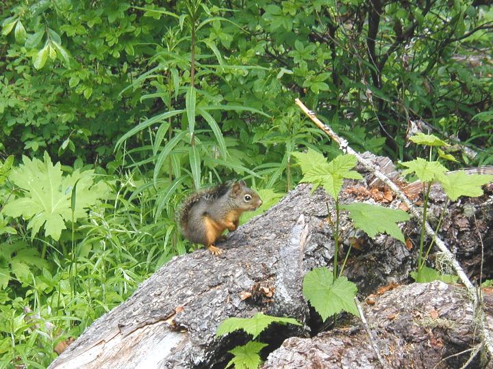 This little guy was at the trailhead having a snack.  Hung out with us for sometime.