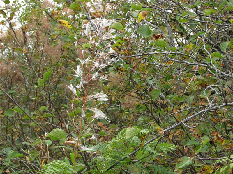Fireweed seed pods explode harking the end of summer along the Hamilton Mountain Trail.