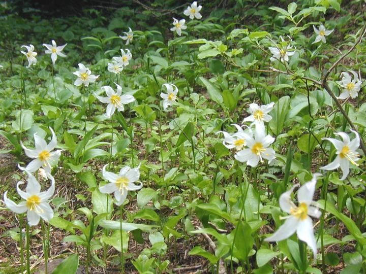 Avalanche Lillies bloom along the Oneonta Trail.