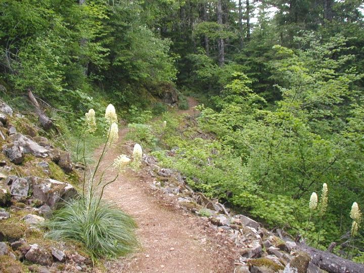 Bear Grass blooming along the Onenonta Trail.