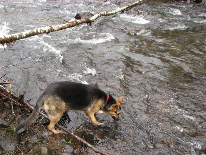 Jasmine gets a drink from the Devils Lake fork of the Wilson River.