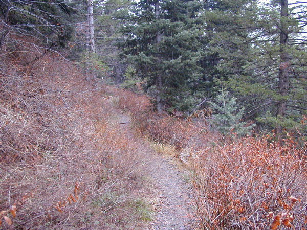 Broads Fork Trail