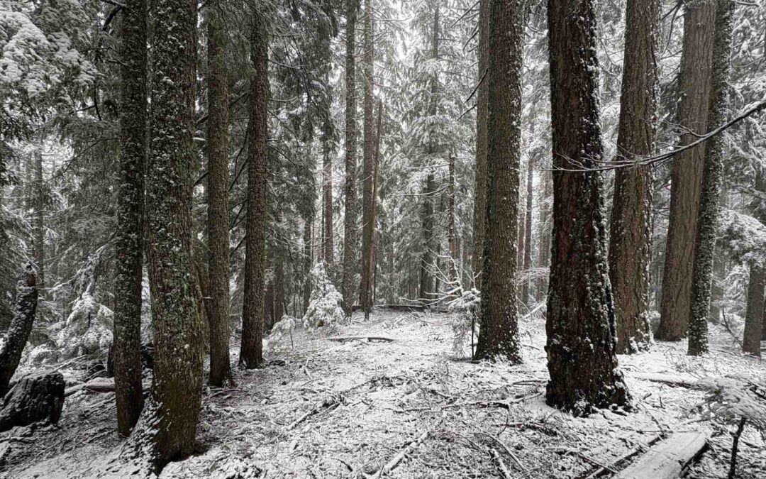 Road 41-PCT Loop, WA