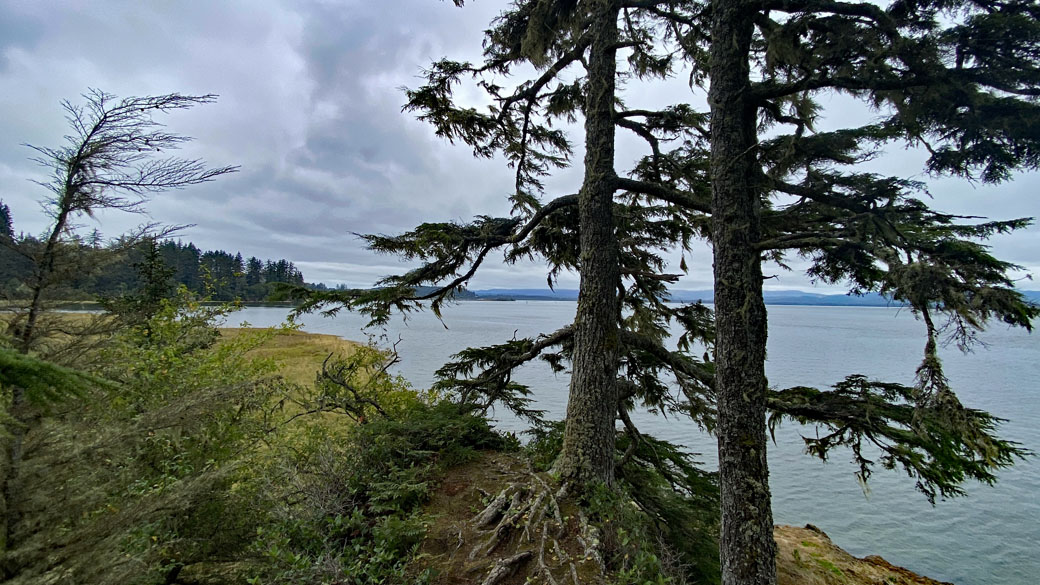 Coastal Forest Loop Trail, WA