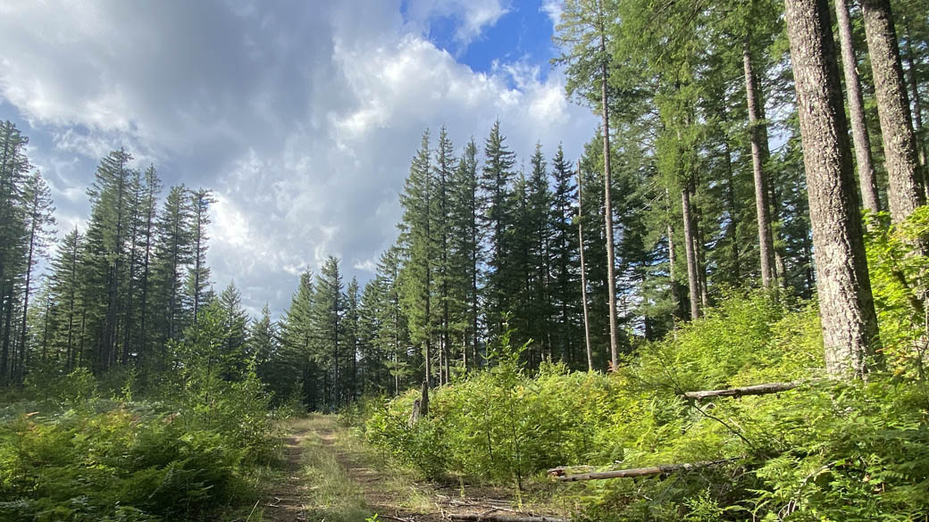 Summit Springs Trail, WA