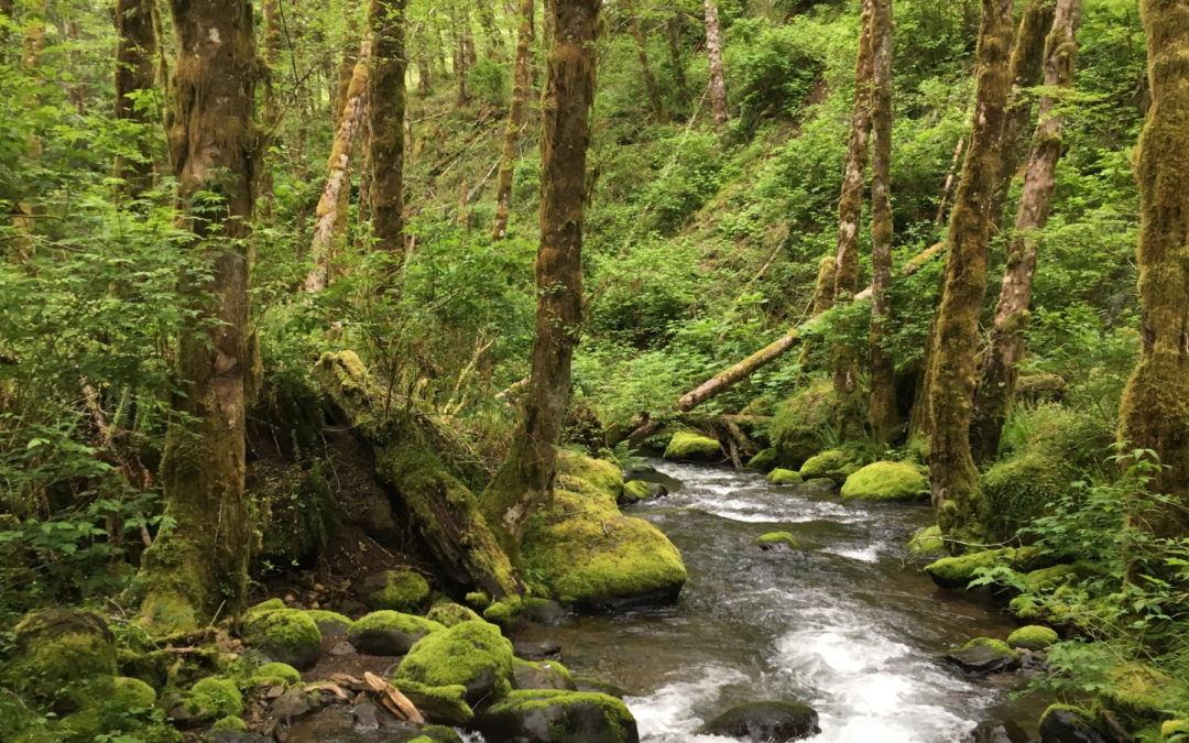 Wilson River Trail – Keenig Creek to Footbridge Trailhead, OR