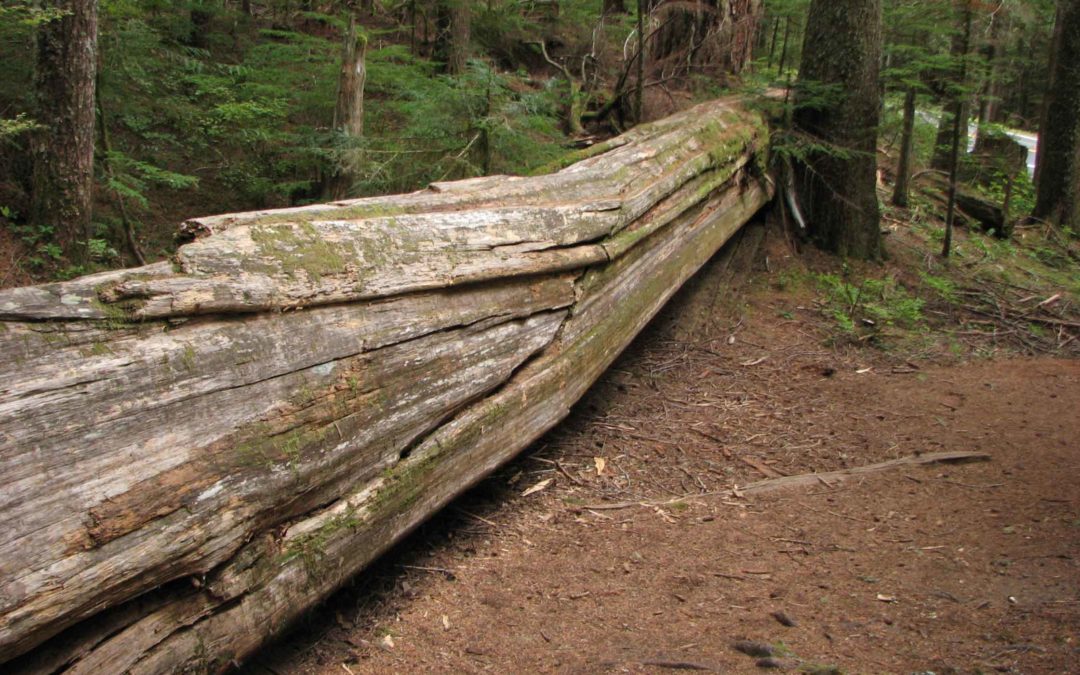 Twin Firs Trail, Mt. Rainier, WA