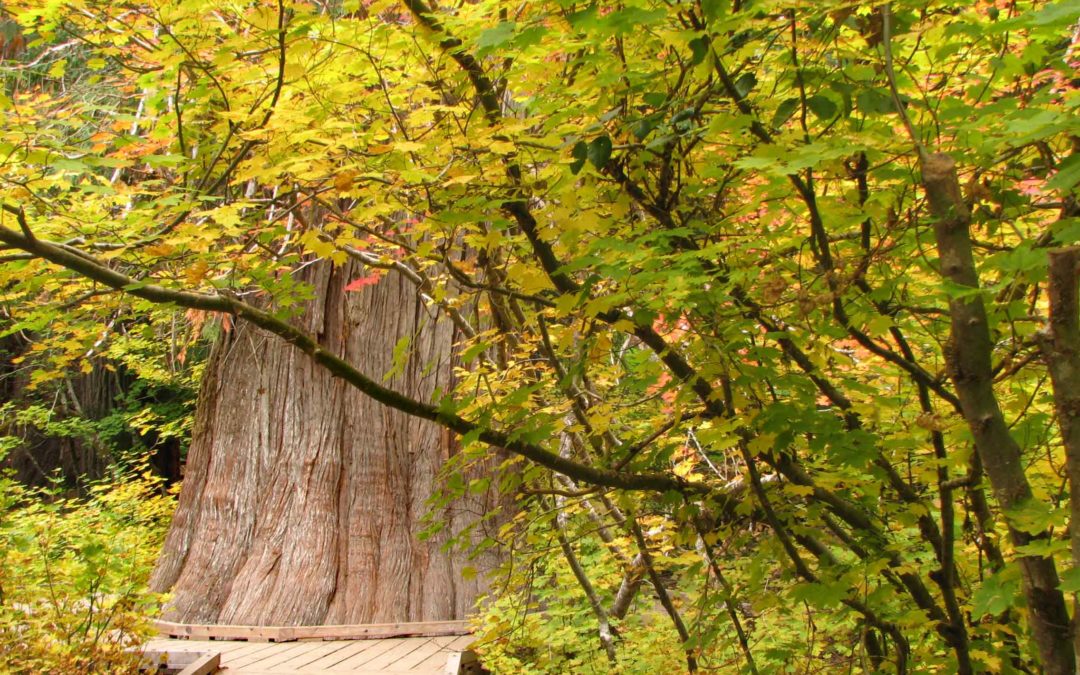 Grove of the Patriarchs Trail, WA