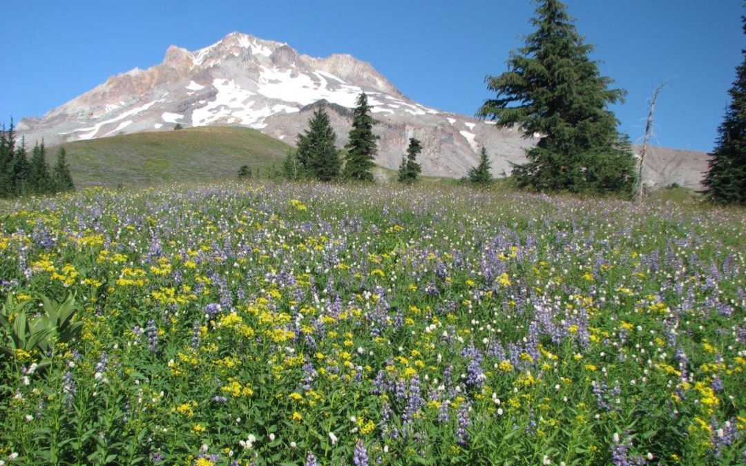 Timberline Trail – Paradise, OR