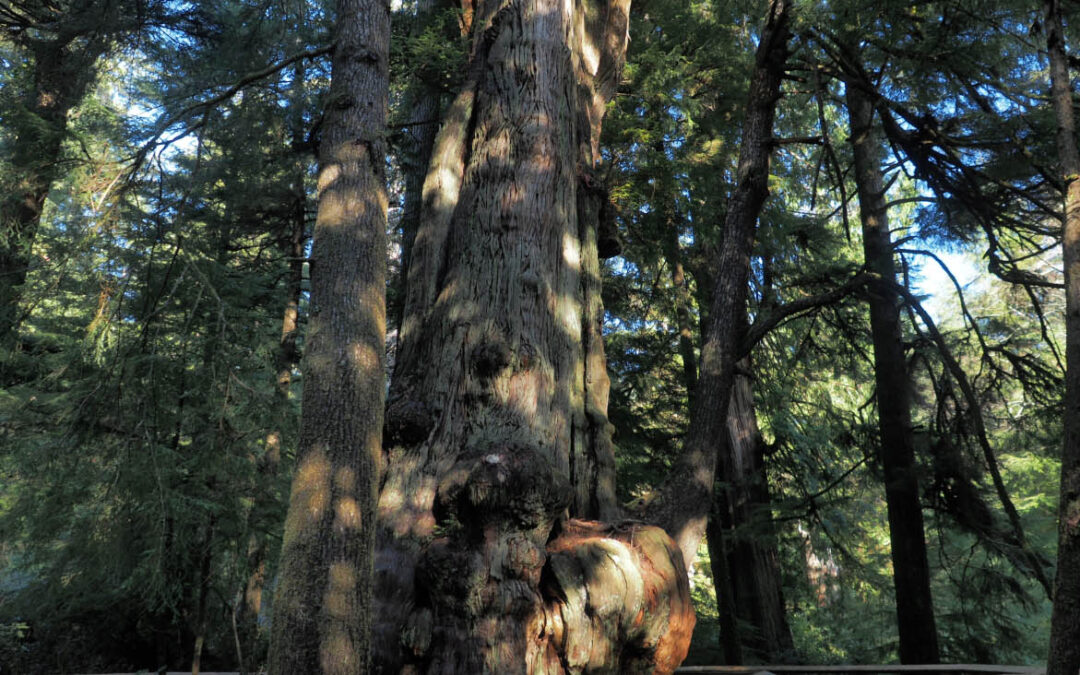 Old Growth Cedar Trail, OR