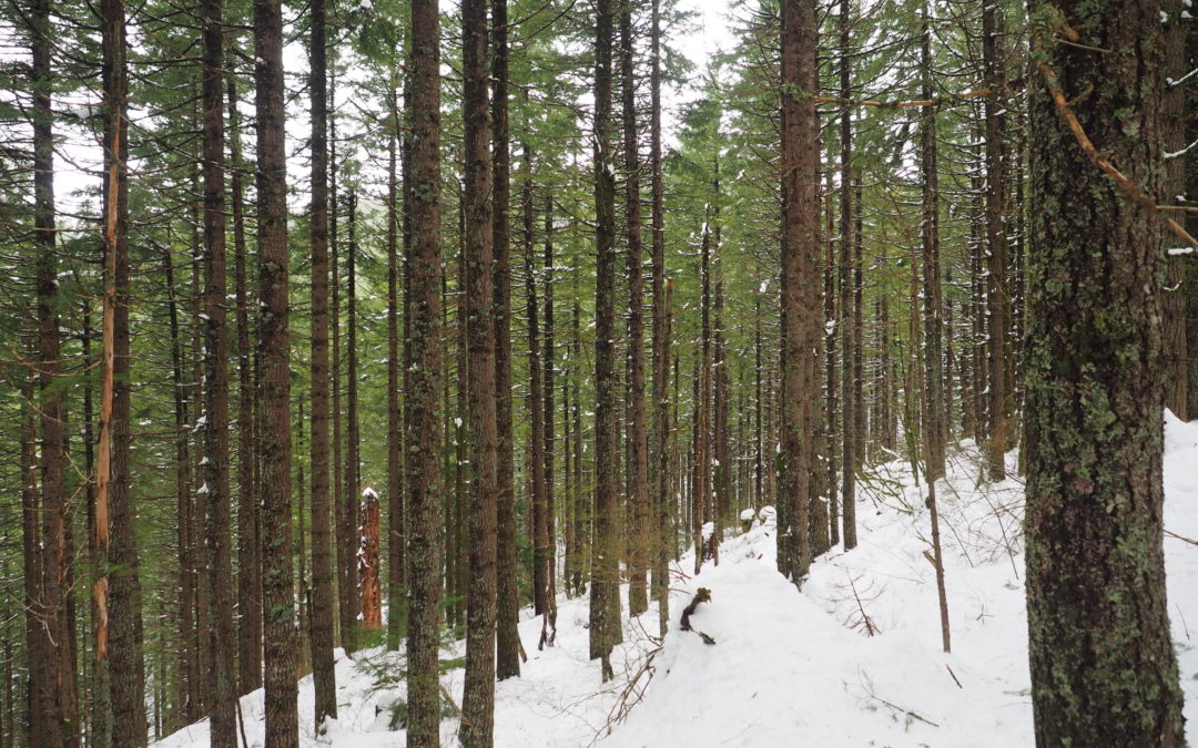 Silver Star South Snowshoe, WA