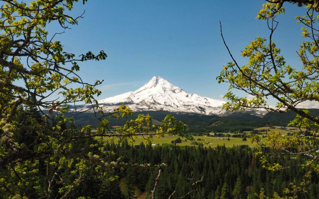 Mt. Hood from Oak Ridge Trail