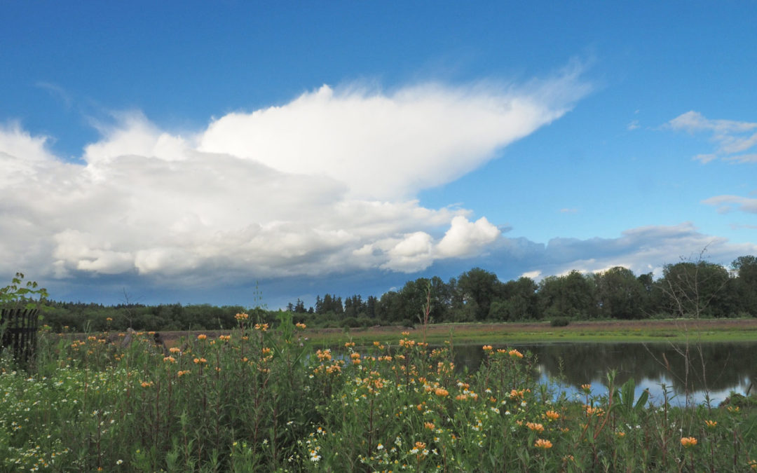 Jackson Bottom Wetlands, OR