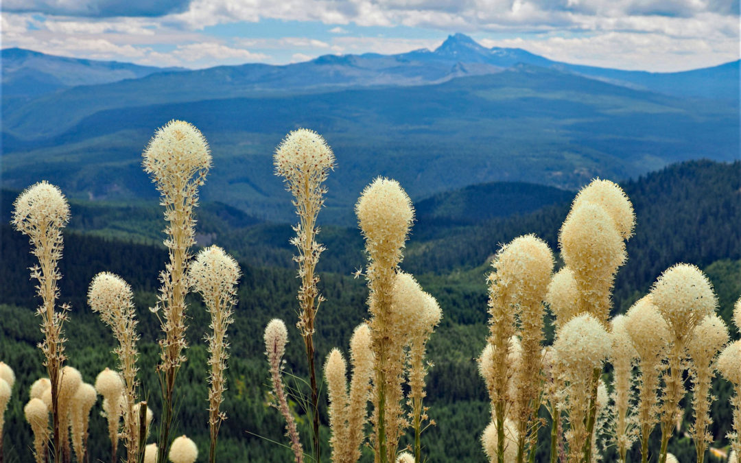 Coffin Mountain, OR