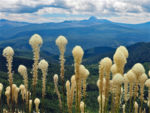 Three-Fingered Jack from Coffin Mountain