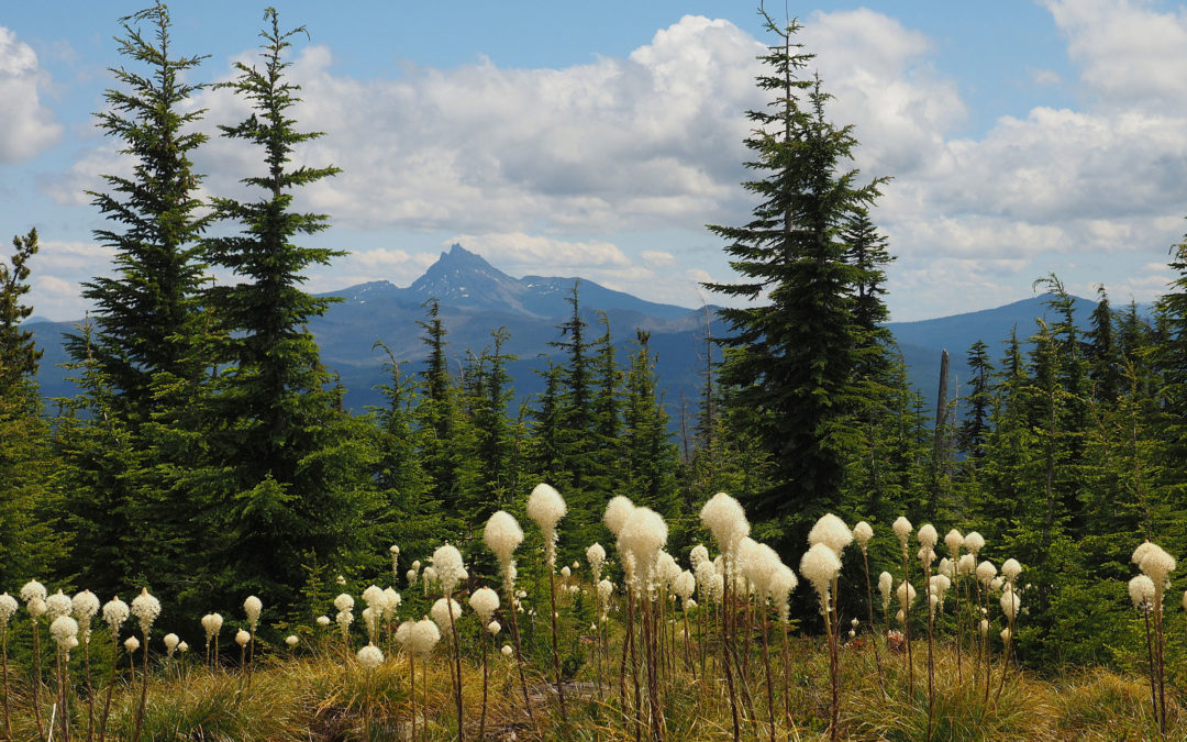 Three-Fingered Jack from Bachelor Mountain