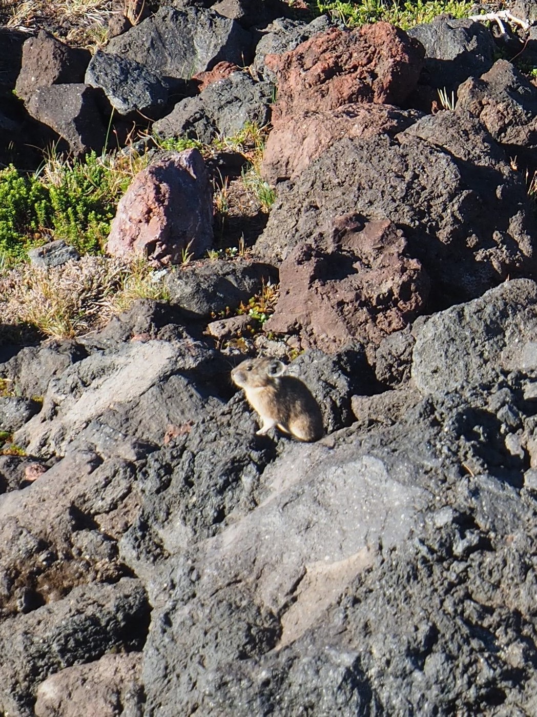 Pika at Opie Dilldock Pass, OR
