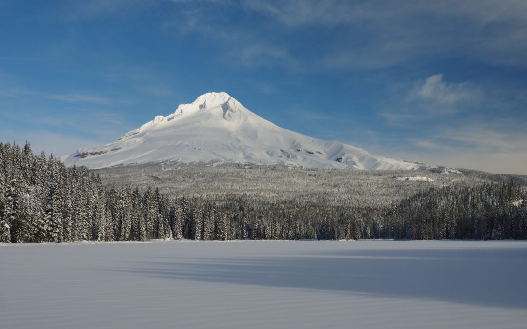 Trillium – Yellowjacket, OR