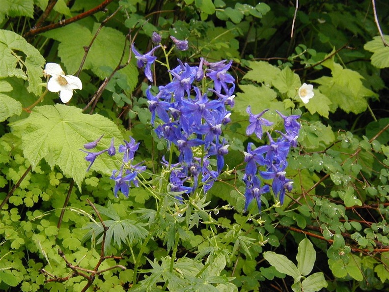 Delphinium (Latin Name: Delphinium trollifolium) and Thimbleberry (Latin Name: Rubus parviflorus) on Angels Rest trail.