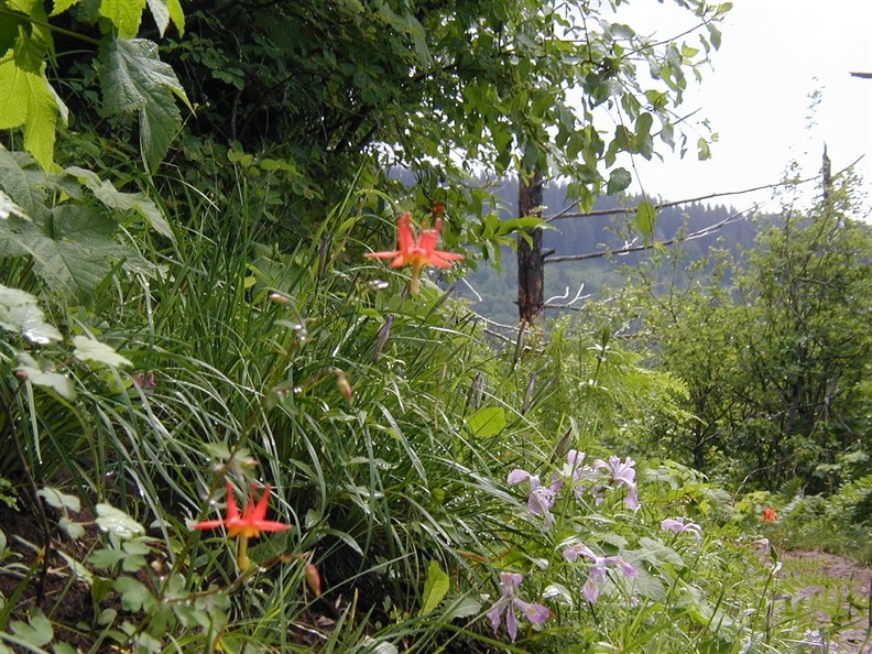 Columbine on and Iris Angels Rest trail