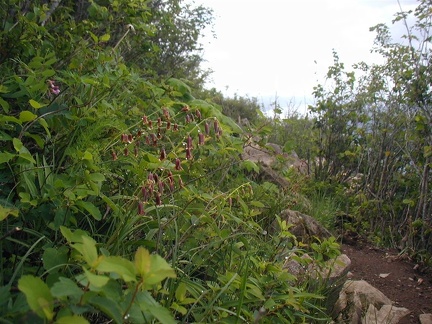 More wildflowers on the top of Angels Rest