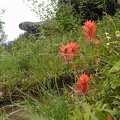 Indian Paintbrush just past the junction of Angels Rest and Devil's Rest trail