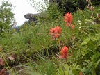 Indian Paintbrush just past the junction of Angels Rest and Devil's Rest trail