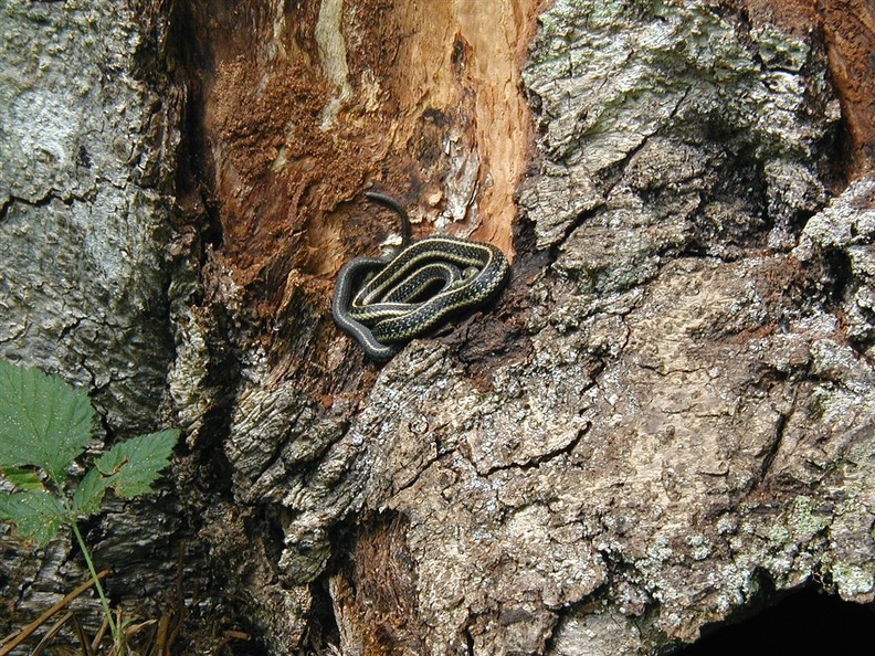 We almost missed seeing this garter snake along the trail. It wasn't in a hurry.