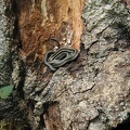We almost missed seeing this garter snake along the trail. It wasn't in a hurry.