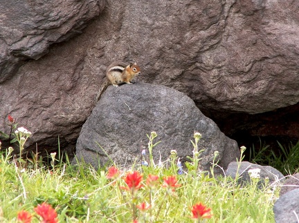 Chipmunk
