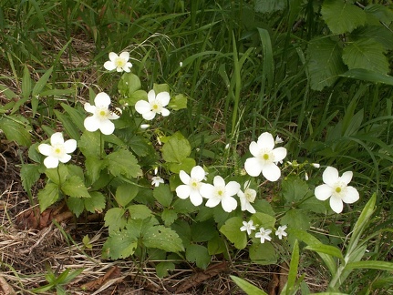Anemones and Bee Flies along the trail