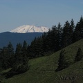 Mt. St. Helens can be easily seen from Dog Mountain on a nice day.