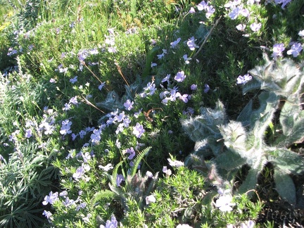 Phlox and some fuzzy plant are lit by the early morning sunlight on the Dog Mountain Trail.