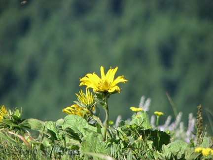 Balsam Root flowers bloom on the slopes of Dog Mountain.