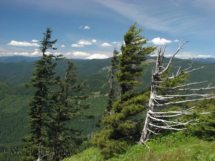 The skeleton of a tree makes a silhouette and shows the power of the east winds in the Gorge.