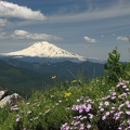 Phlox blooming in the foreground and some weathered rocks provide a frame for Mt. Adams along the Augspurger Mountain Trail.