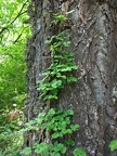 Poison Ivy grows on a tree next to the Augspurger Mountain Trail.