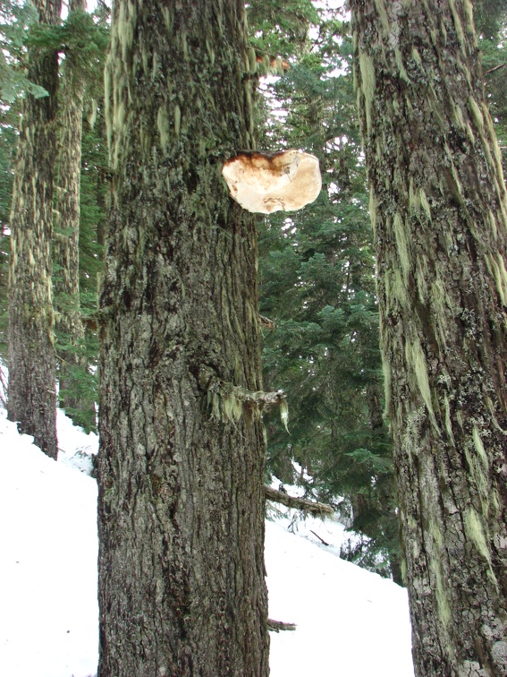 A large conk grows on a tree on the hillside below Barlow Butte.