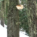 A large conk grows on a tree on the hillside below Barlow Butte.