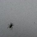 The temperature was in the low 40's this day and this spider was slowly walking over the snow.