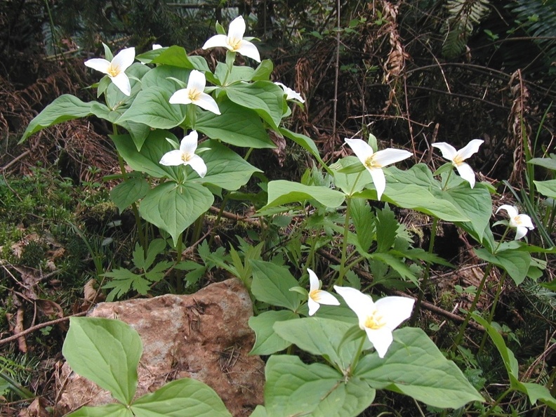 Trilliums blooming along the trail at Battle Ground Lake State Park.