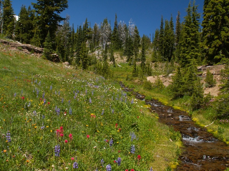 Mt. Adams can barely be seen through the trees at this alpine meadow and stream.