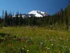 Bird Creek Meadows and Mt. Adams.