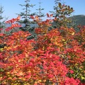 Vine Maple showing fall colors in late September on the Bluff Mountain Trail.