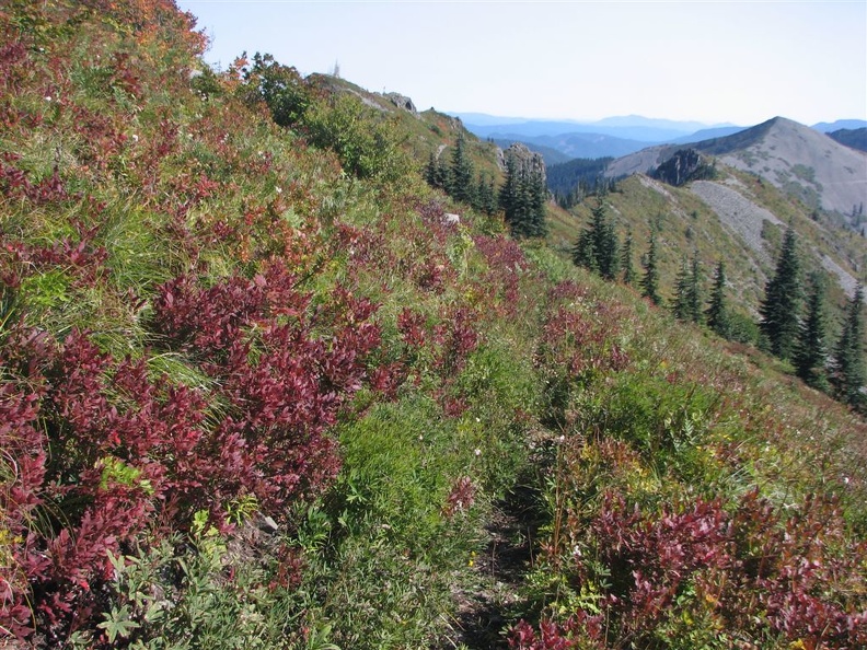 Huckleberries showing fall colors on the Bluff Mountain Trail near Silver Star Mountain.