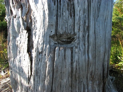 View of springboard slot that was cut into this tree to aid in felling the tree along Bluff Mountain Trail.