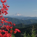 View of fiery Vine Maple and Mt. Hood from Bluff Mountain Trail.