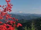 View of fiery Vine Maple and Mt. Hood from Bluff Mountain Trail.